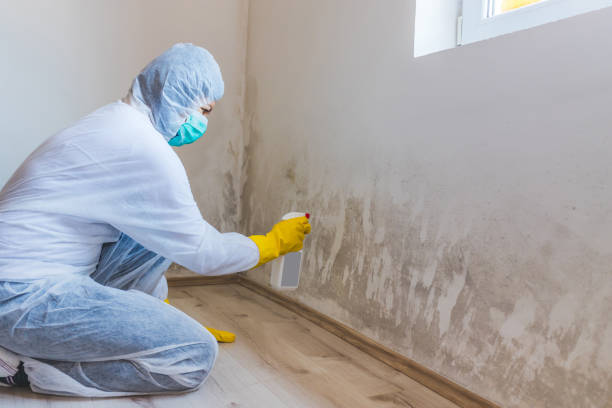 Licensed Commercial Mold Remediation service in Norwood, NC - Car Mold Remediation